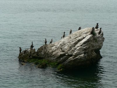 u Trieste